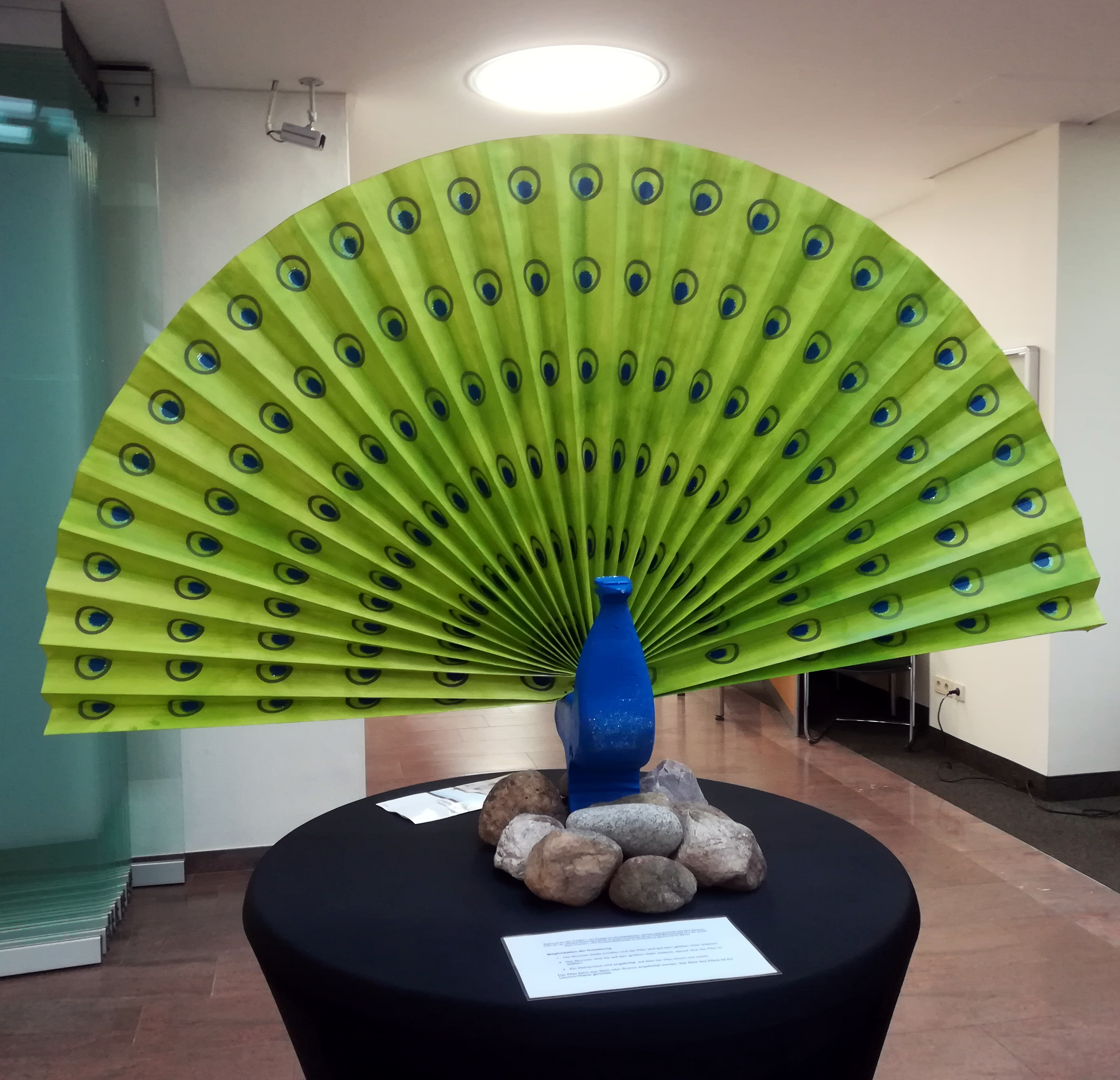 Ein blauer Pfau, der ein Rad schlägt, auf großen Kieselsteinen
